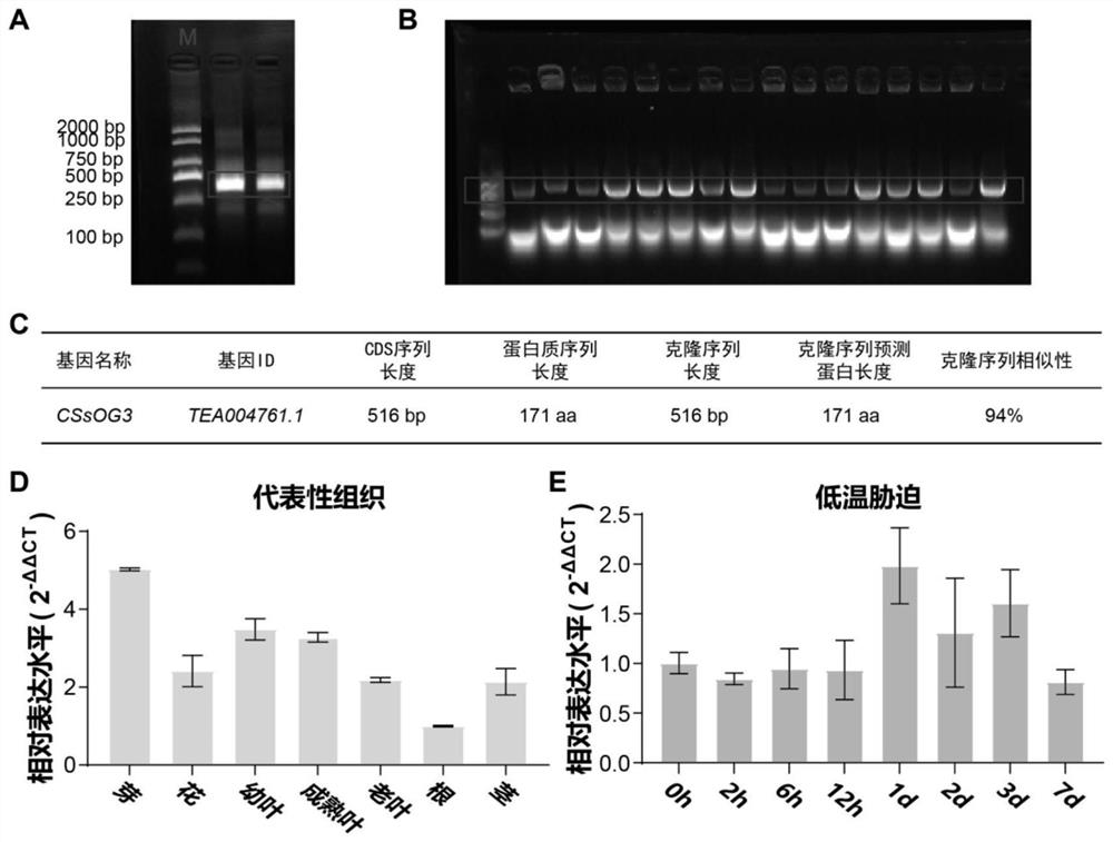 Tea tree orphan gene csog3 and its application in improving cold tolerance of tea plants