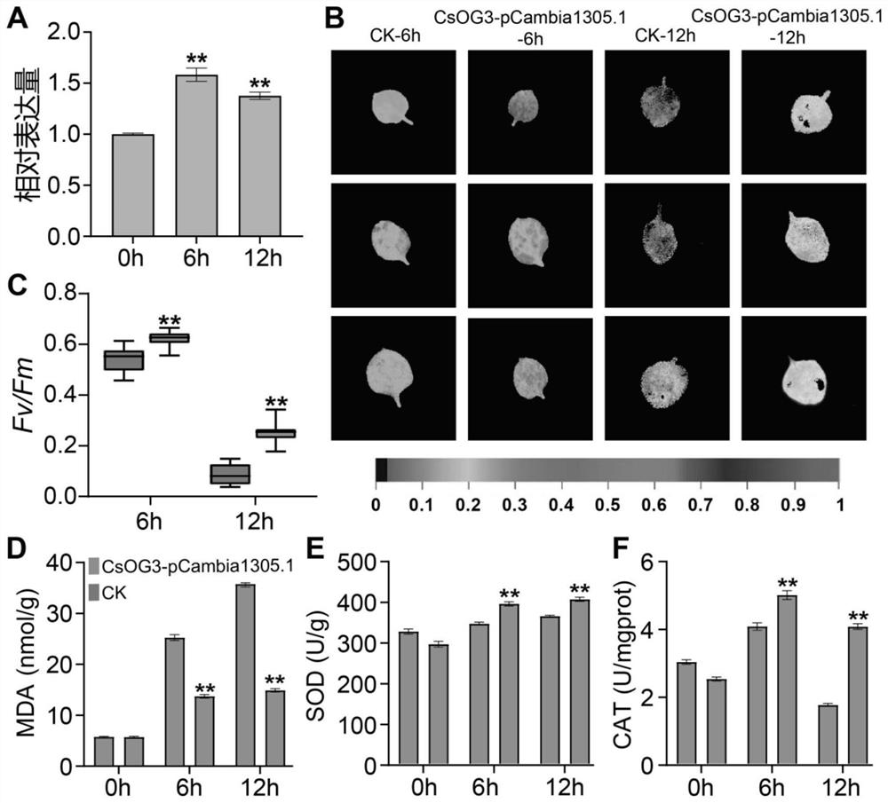 Tea tree orphan gene csog3 and its application in improving cold tolerance of tea plants