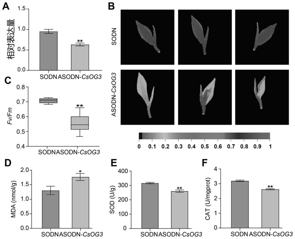 Tea tree orphan gene csog3 and its application in improving cold tolerance of tea plants