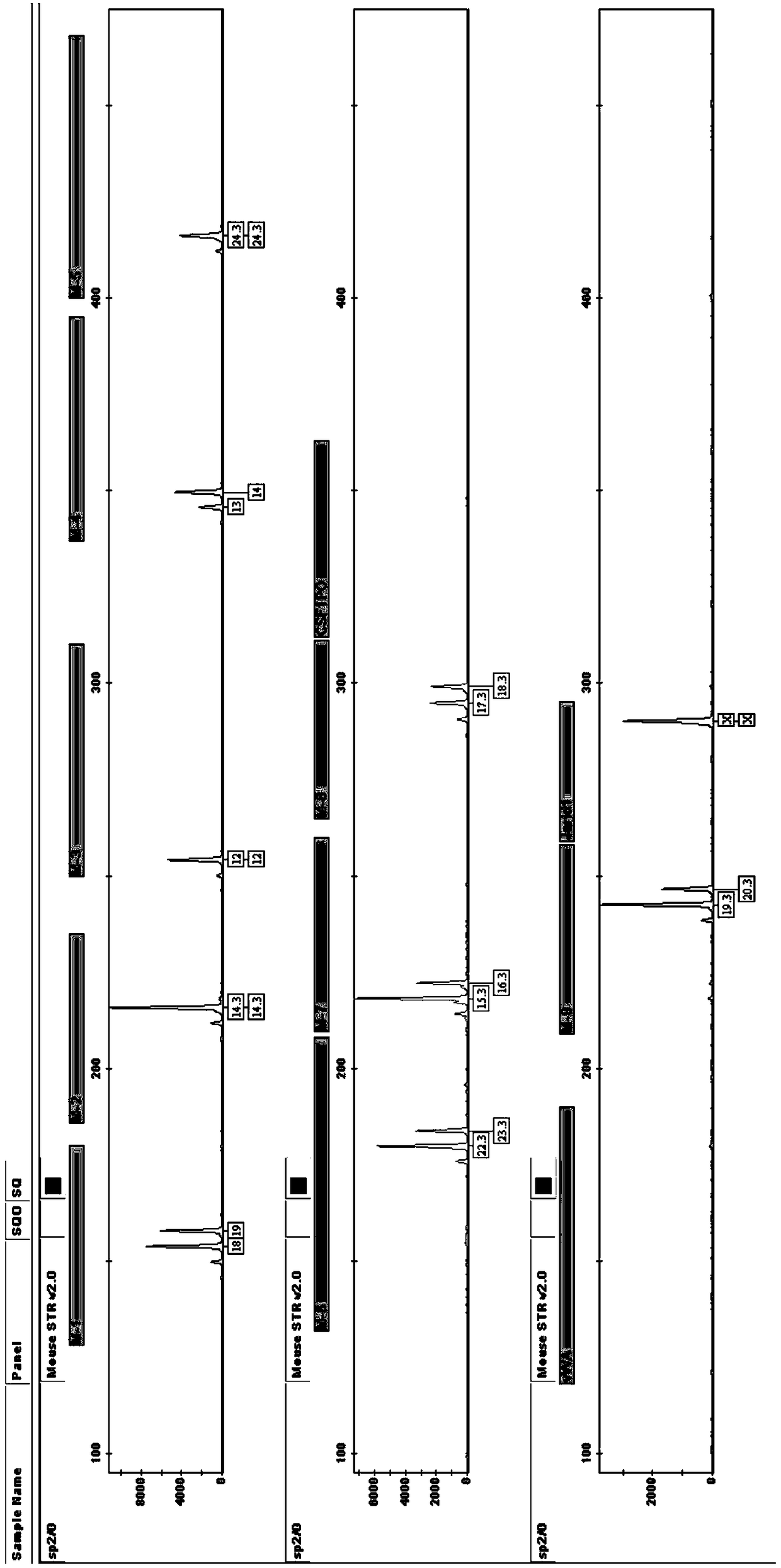 Multiplex amplification system and detection kit for mouse short tandem repeats