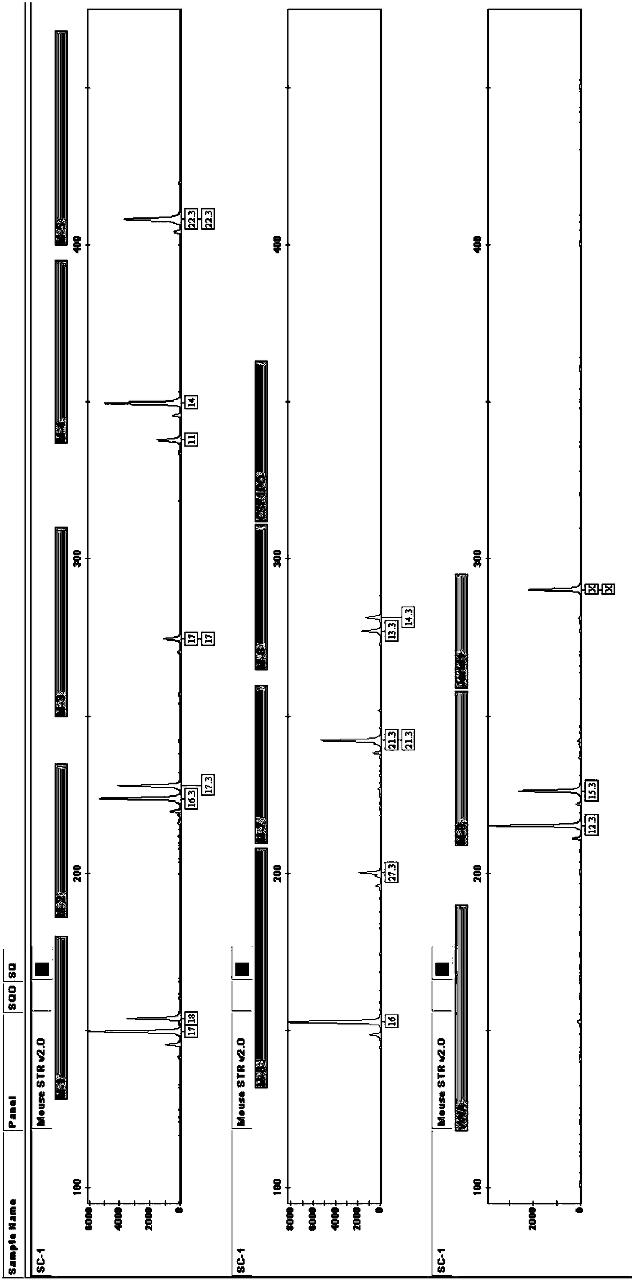 Multiplex amplification system and detection kit for mouse short tandem repeats