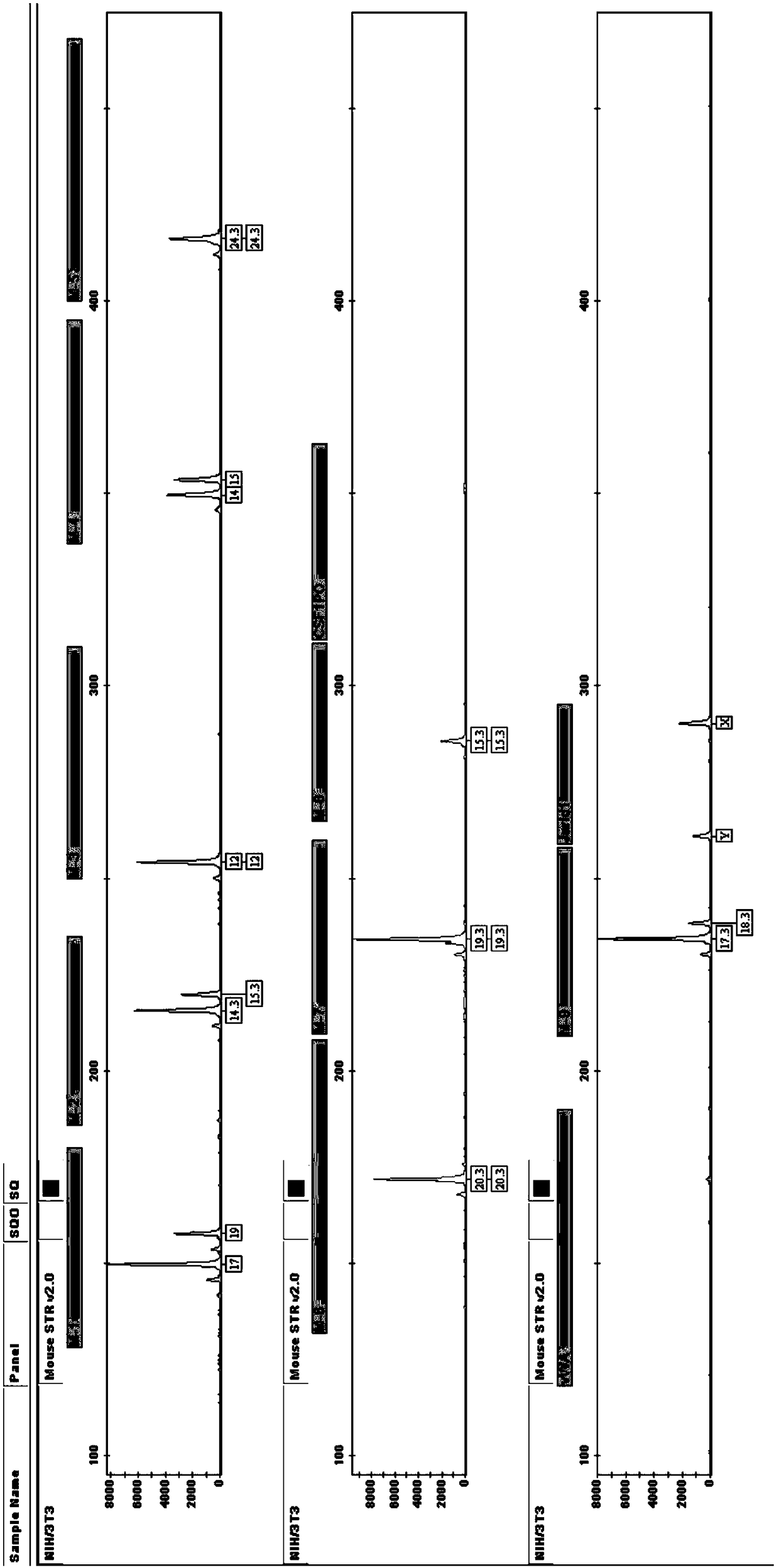 Multiplex amplification system and detection kit for mouse short tandem repeats