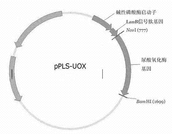 Efficient secretory expression and purification method of recombinant urate oxygen oxidoreductase