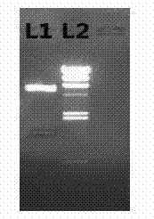 Efficient secretory expression and purification method of recombinant urate oxygen oxidoreductase