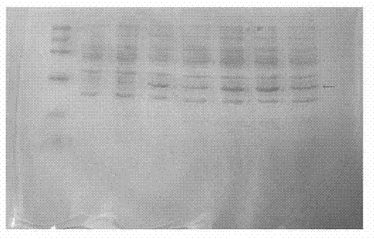 Efficient secretory expression and purification method of recombinant urate oxygen oxidoreductase