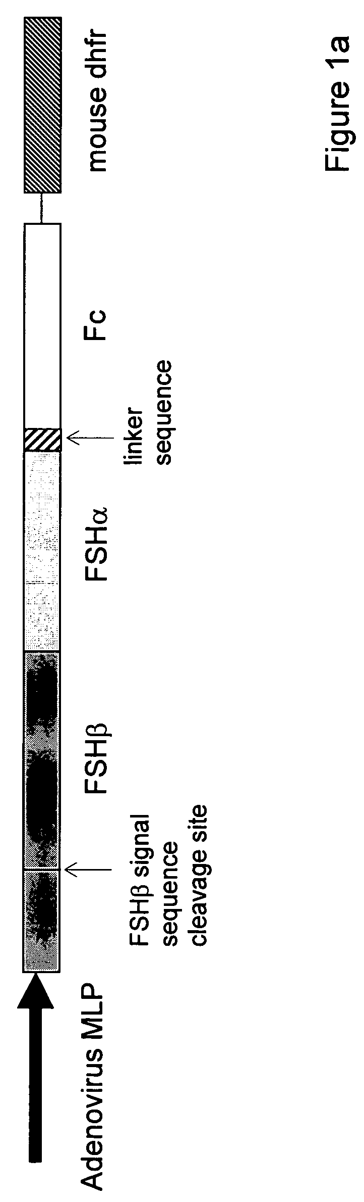 Heterodimeric follicle stimulating hormone-Fc (FSH-Fc) fusion proteins for the treatment of infertility