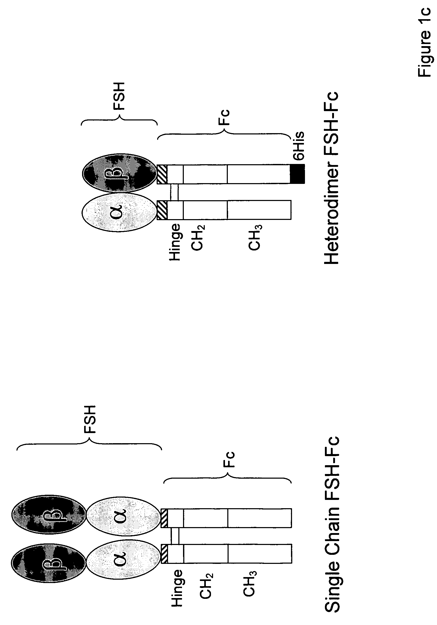 Heterodimeric follicle stimulating hormone-Fc (FSH-Fc) fusion proteins for the treatment of infertility