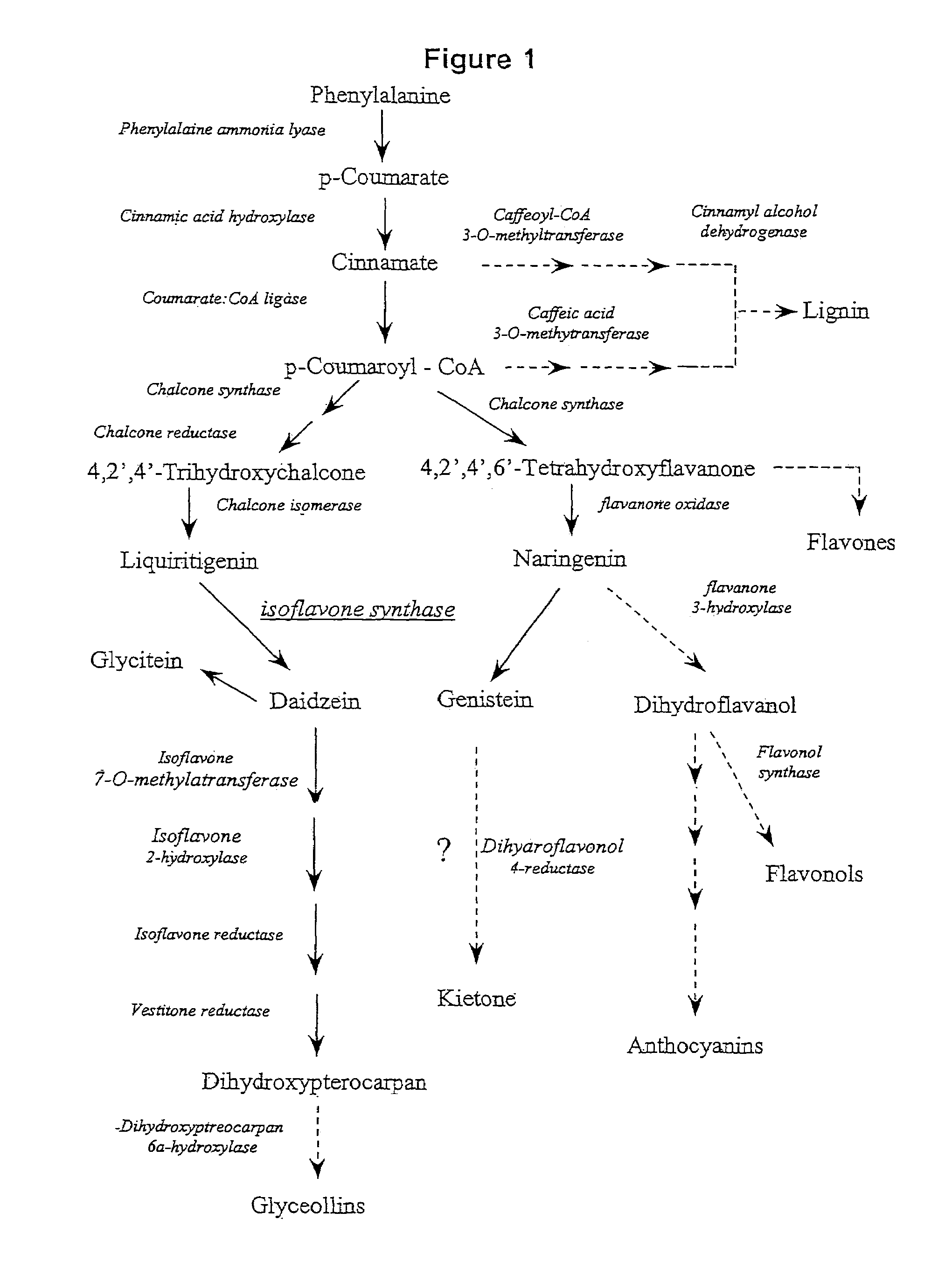 Nucleic acid sequences encoding isoflavone synthase