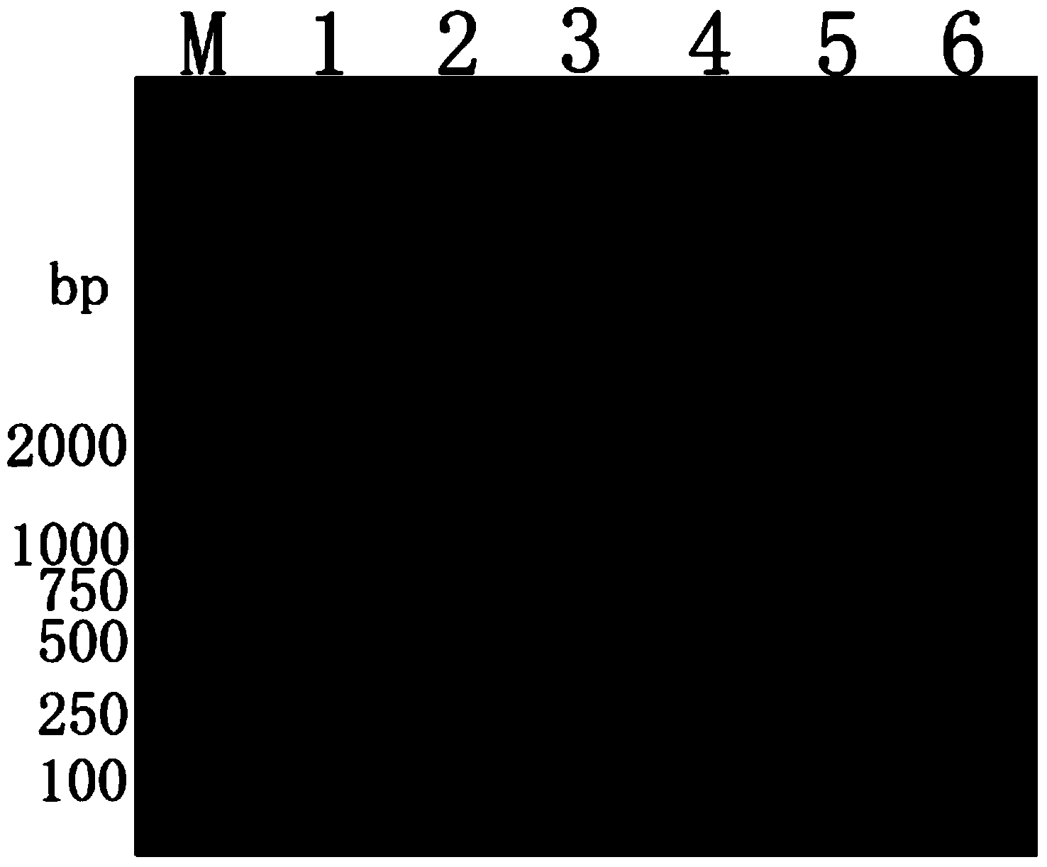 Detection kit and detection method for siniperca chuatsi rhabdoviruses