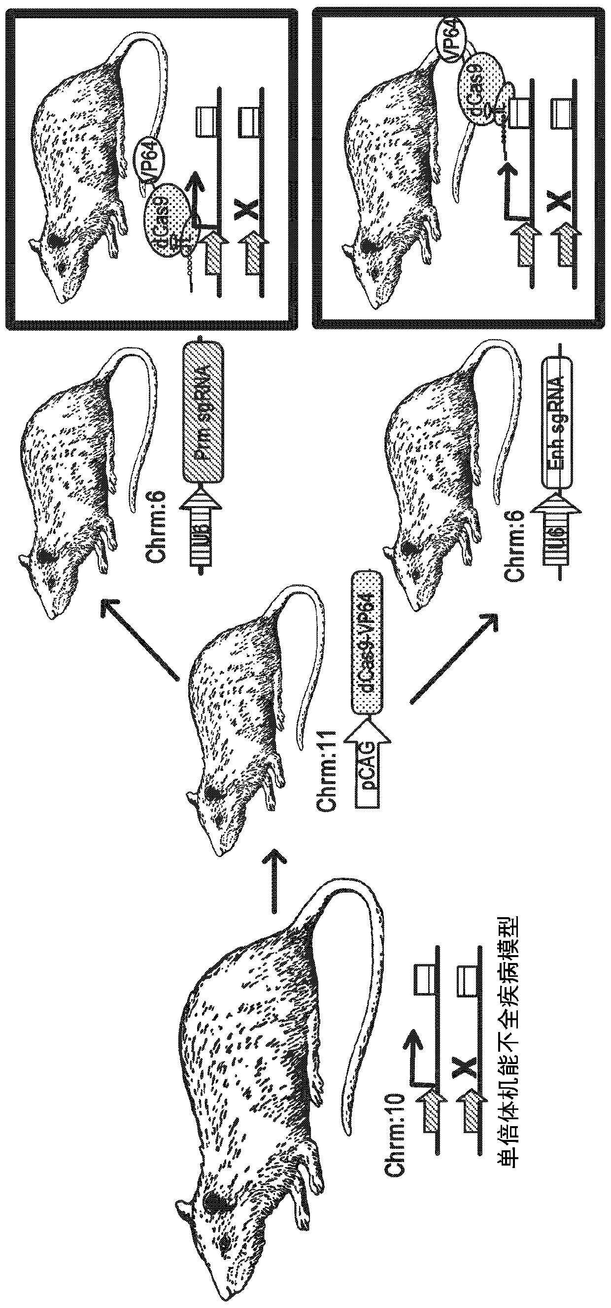 Gene therapy for haploinsufficiency