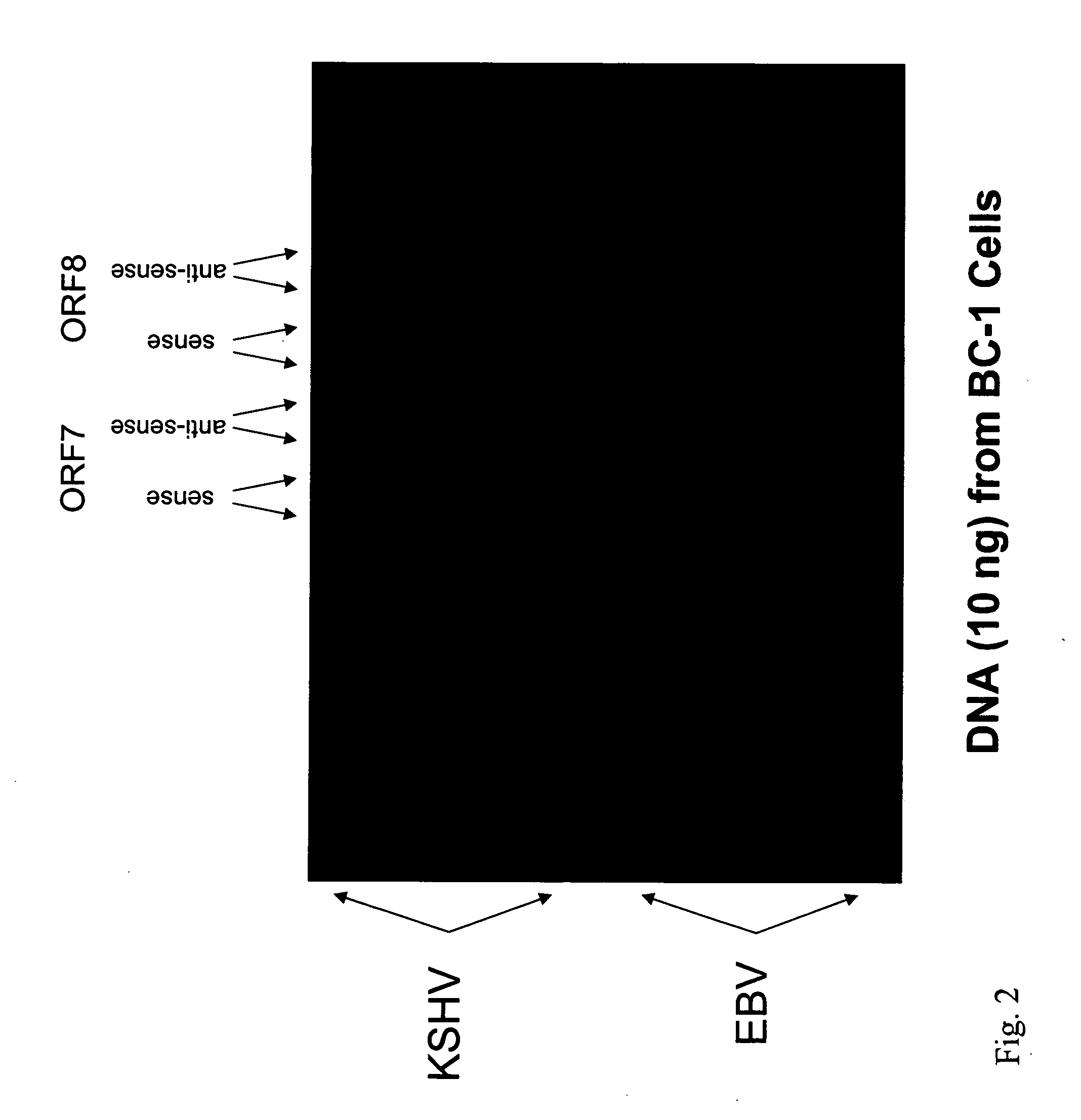 Detection of nucleic acids