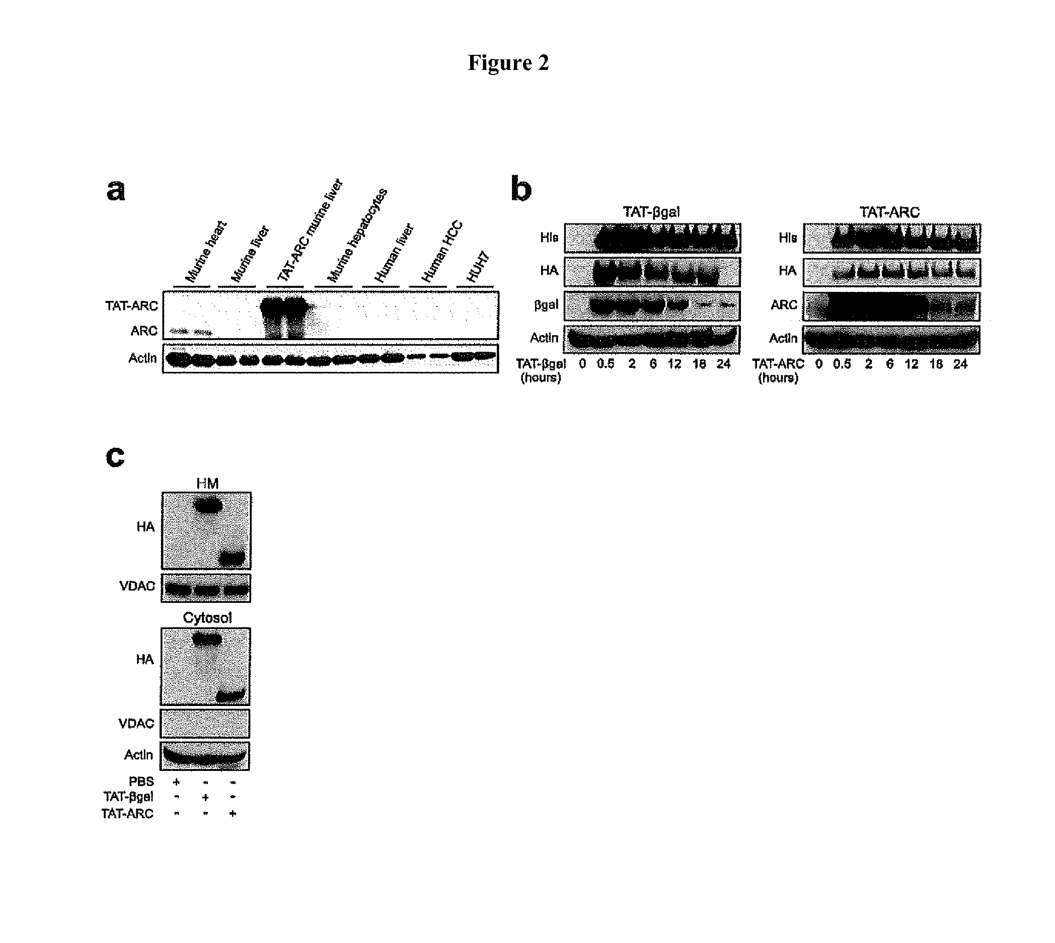 Use of ARC for inhibiting cell death during liver failure