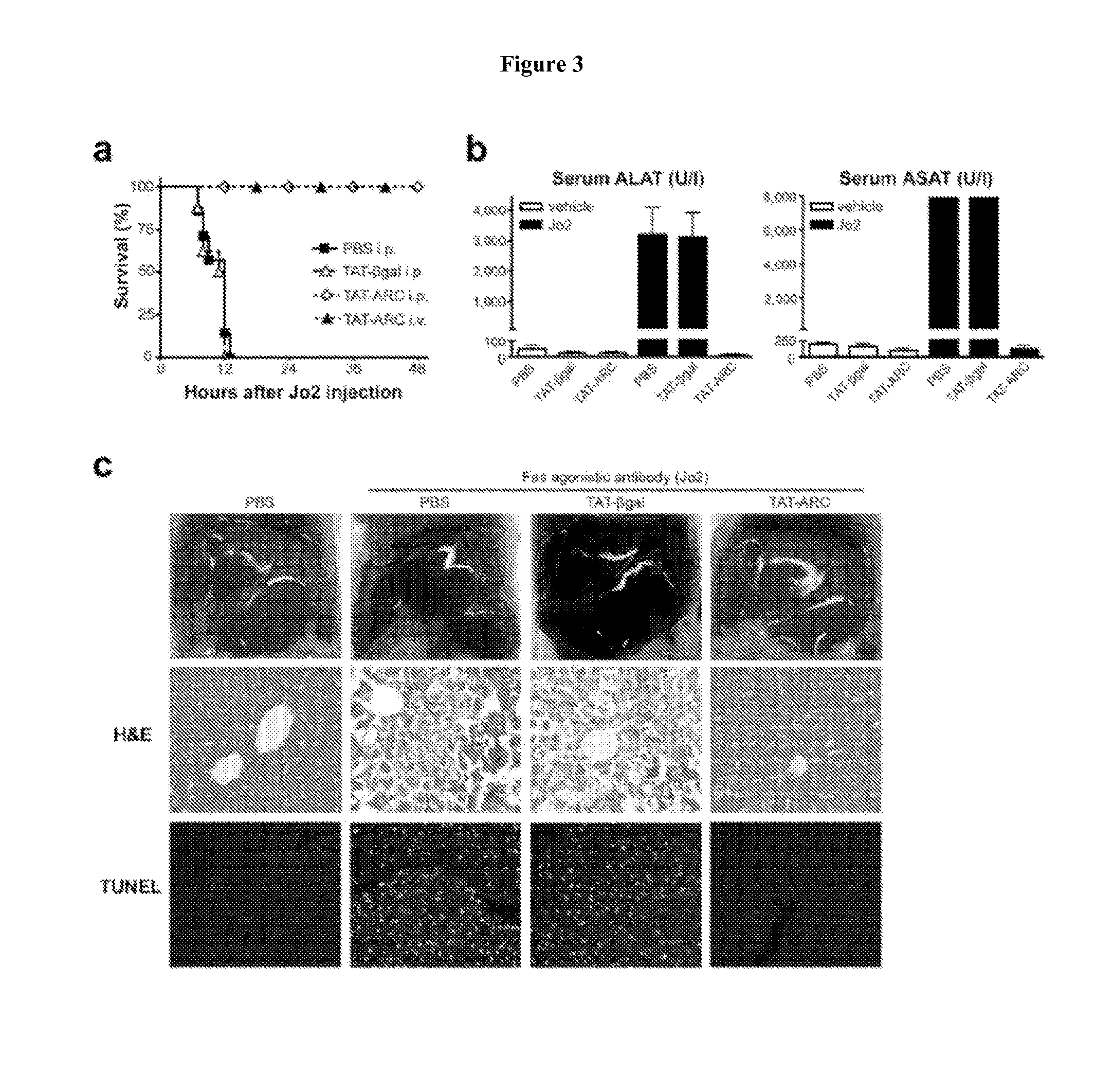 Use of ARC for inhibiting cell death during liver failure