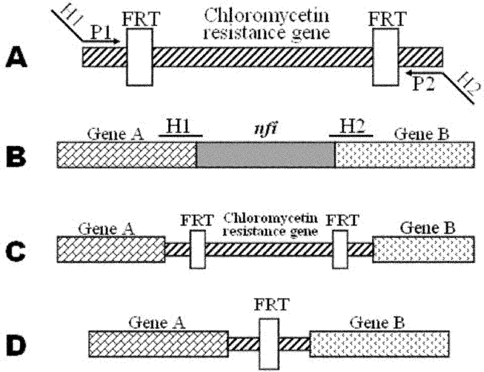 nfi-gene-knocked-out mutant strain of escherichia coli DH5 alpha as well as preparation method and application thereof