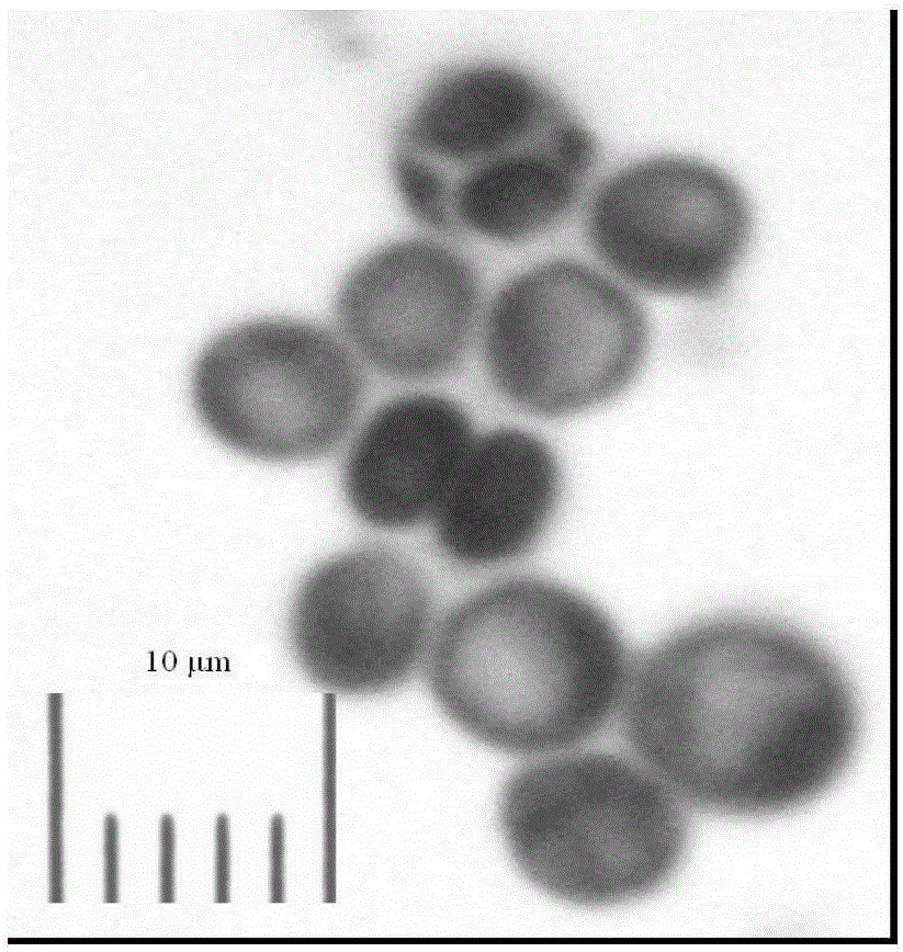 Wine Saccharomyces cerevisiae strain with high glycerol yield and low acetic acid yield and construction method thereof