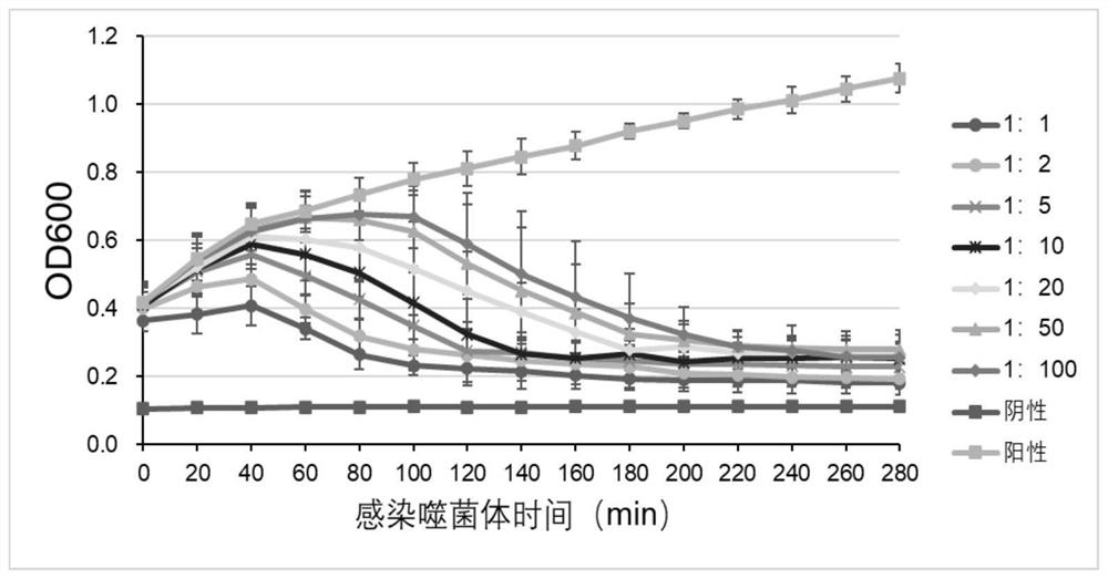 Marine-derived vibrio bacteriophage, microecological preparation and preparation method and application of marine-derived vibrio bacteriophage