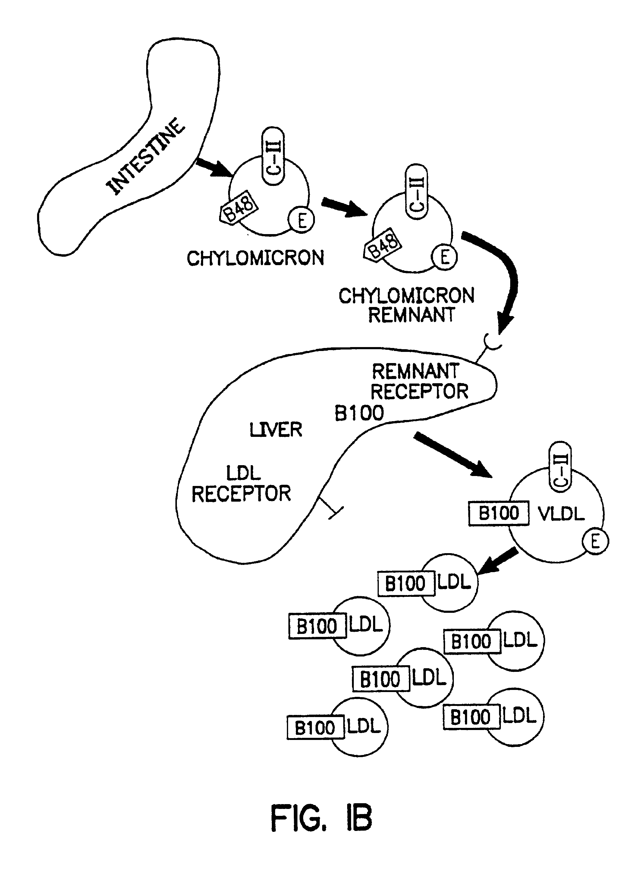 Methods and compositions for the treatment of defects in lipoprotein metabolism