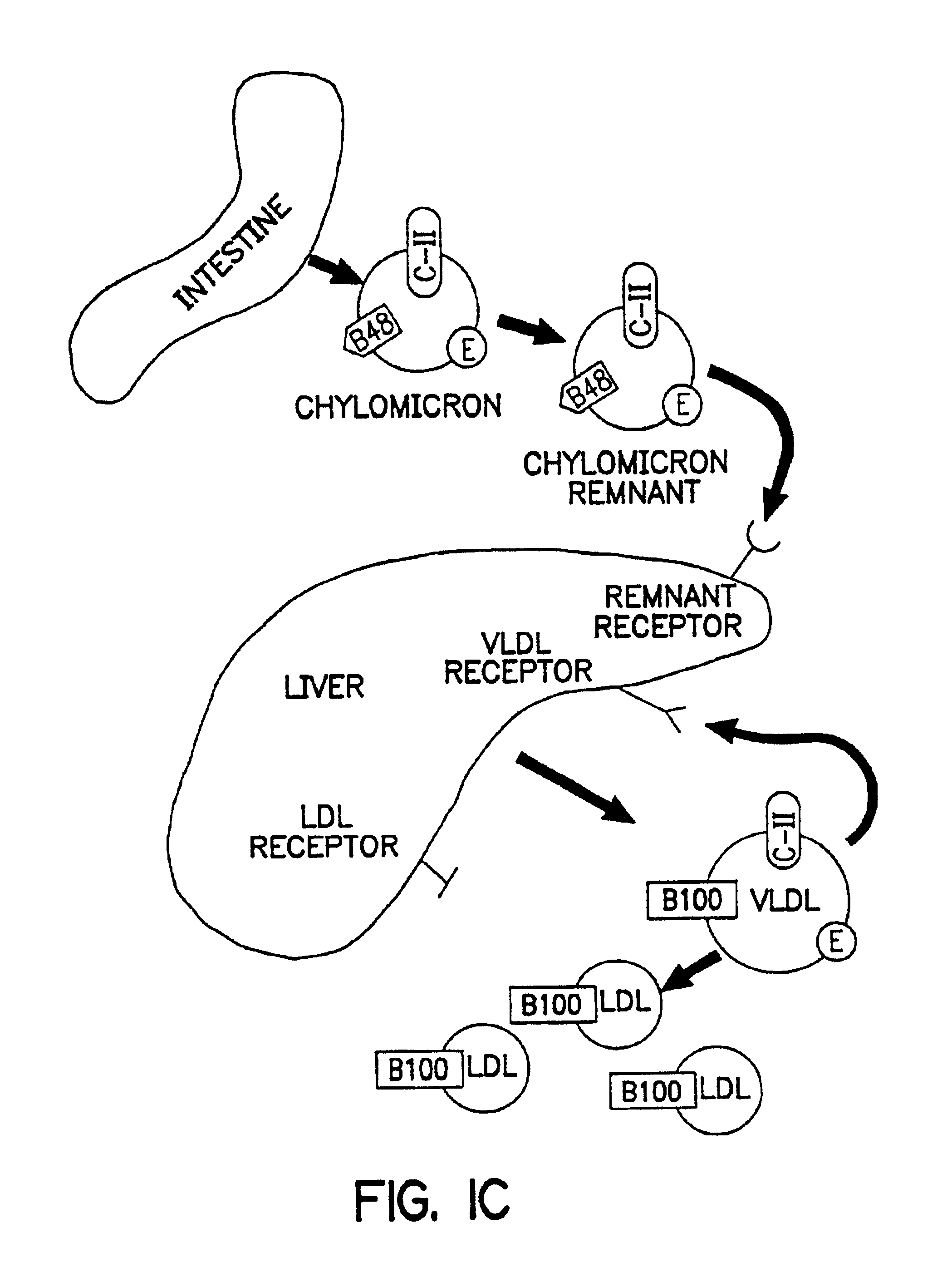 Methods and compositions for the treatment of defects in lipoprotein metabolism