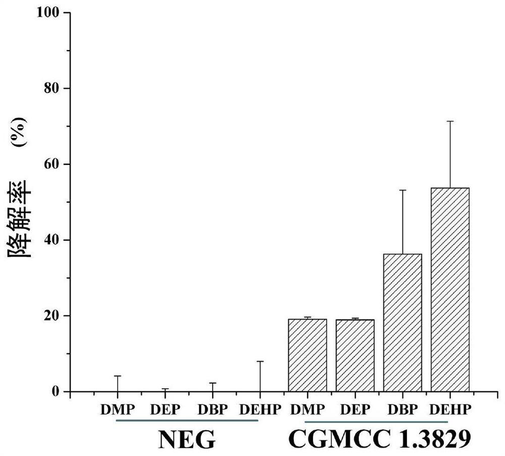 A culture method of Burkholderia polyphage and its application in catalytic synthesis of liquor flavor esters and degradation of liquor harmful esters