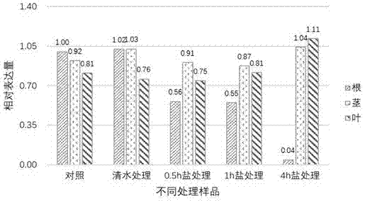 Tamarix chinensis salt stress response key gene TcARF6 and application thereof