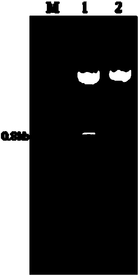 Sardinia clostridium 7alpha-hydroxy steroid dehydrogenase mutant K179M