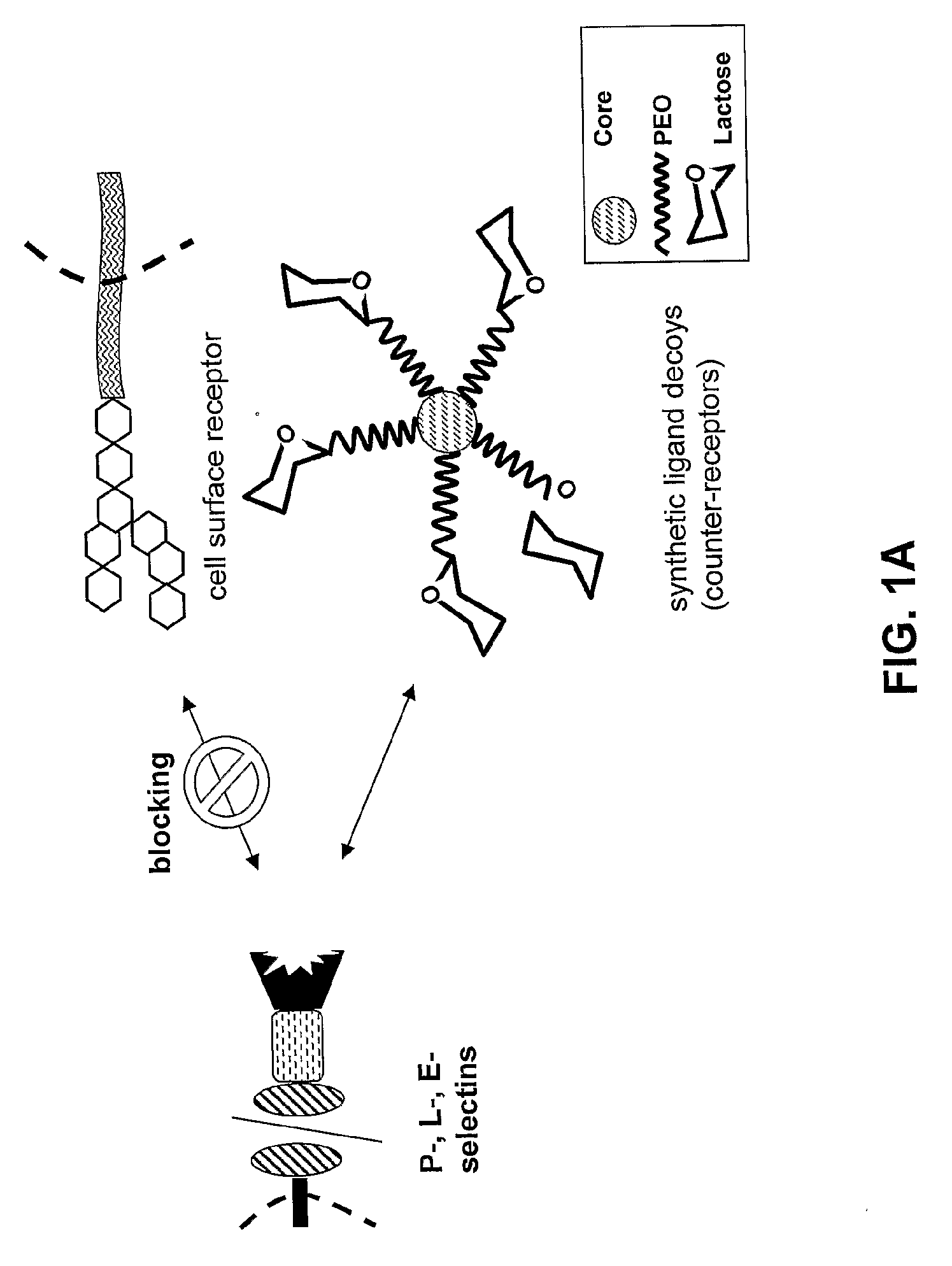 Polyethylene Oxide Polymers Including Anti-Inflammatory Glycodendrons