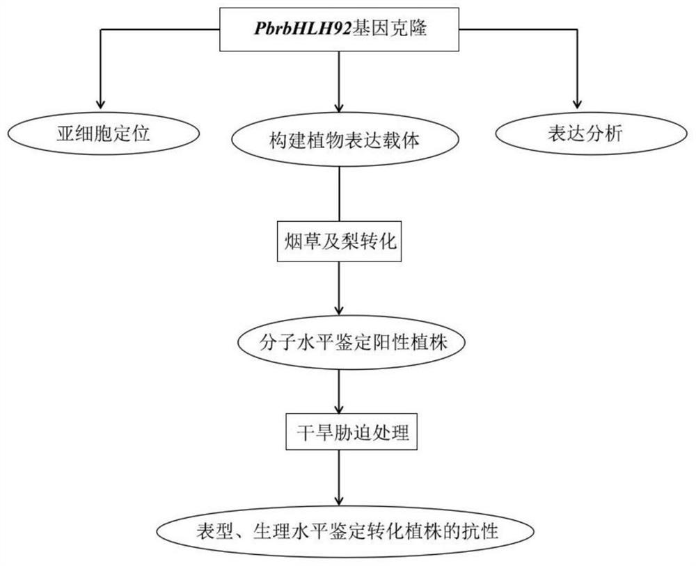 A kind of anti-abiotic stress transcription factor pbrbhlh92 and its primers, encoded proteins and applications