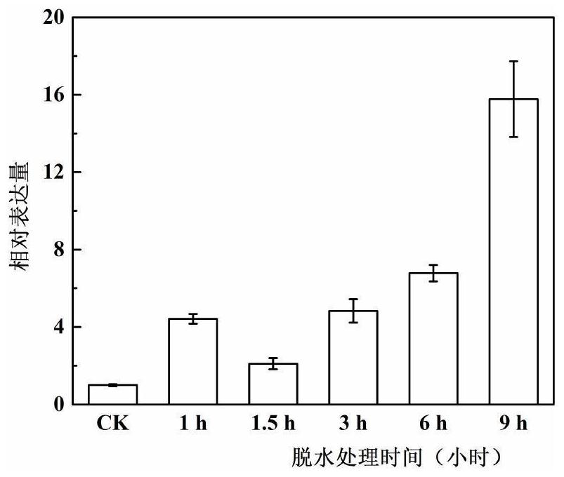 A kind of anti-abiotic stress transcription factor pbrbhlh92 and its primers, encoded proteins and applications