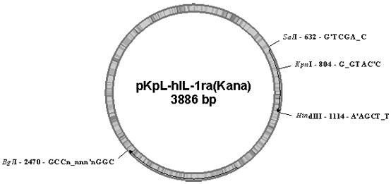 Engineering strain for producing recombinant human IL-1ra and preparation method and use thereof