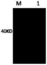 Single domain antibody for recognizing human serum albumin