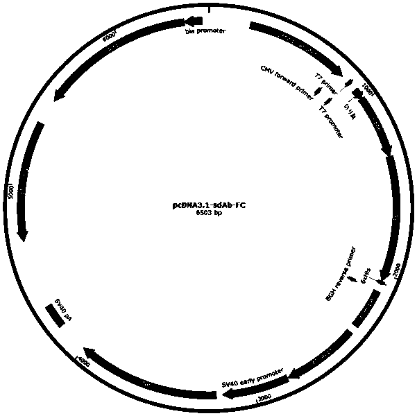 Single domain antibody for recognizing human serum albumin