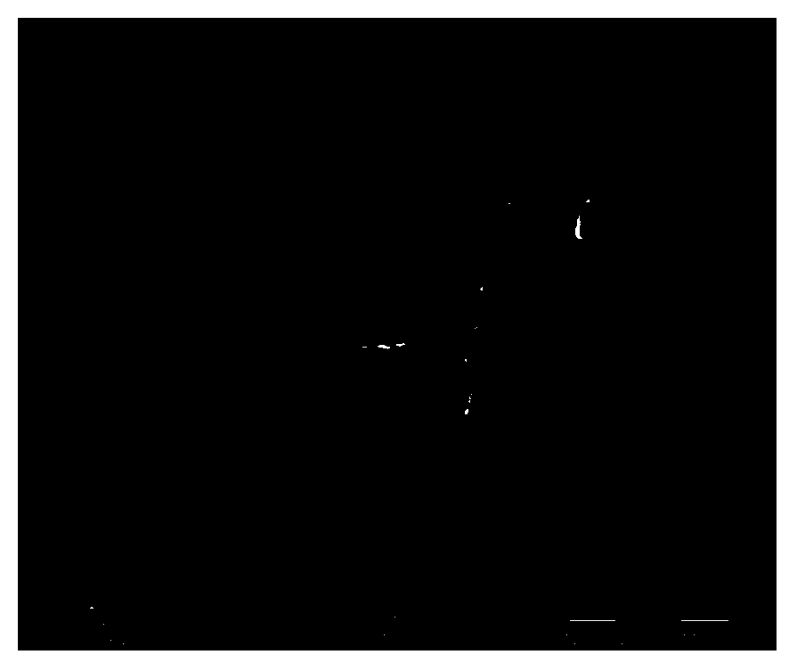 Epoxy resin coating and preparation method and application thereof