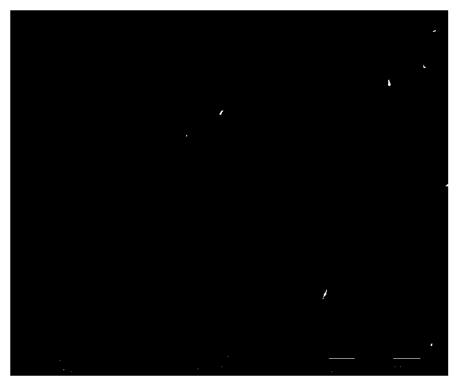 Epoxy resin coating and preparation method and application thereof