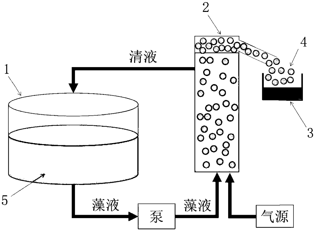 Porphyridium concentrated harvesting method and porphyridium culturing and concentrated harvesting coupling method