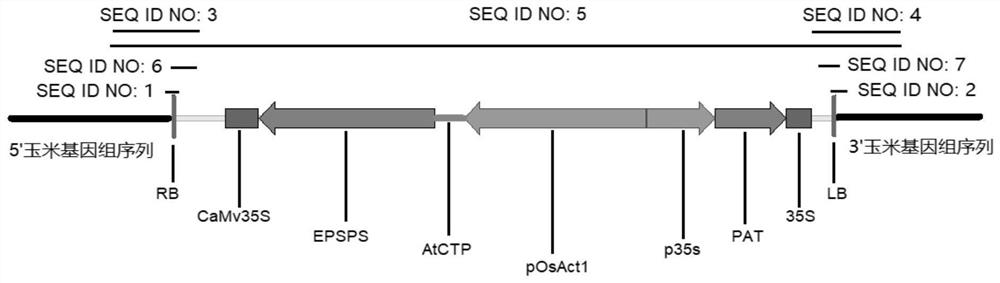 Transgenic maize event LW2-2 and detection method thereof