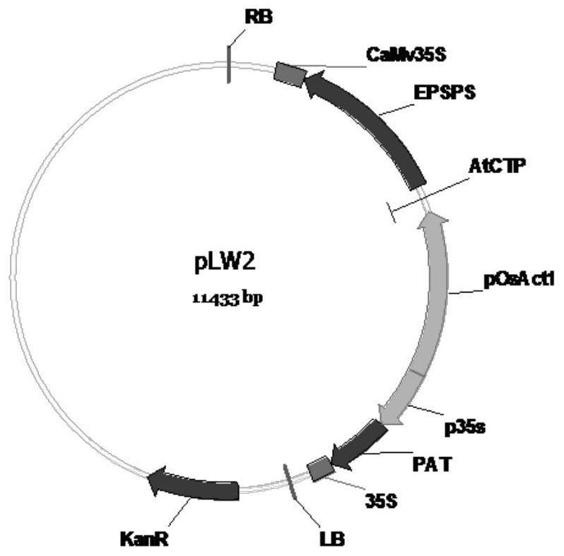 Transgenic maize event LW2-2 and detection method thereof