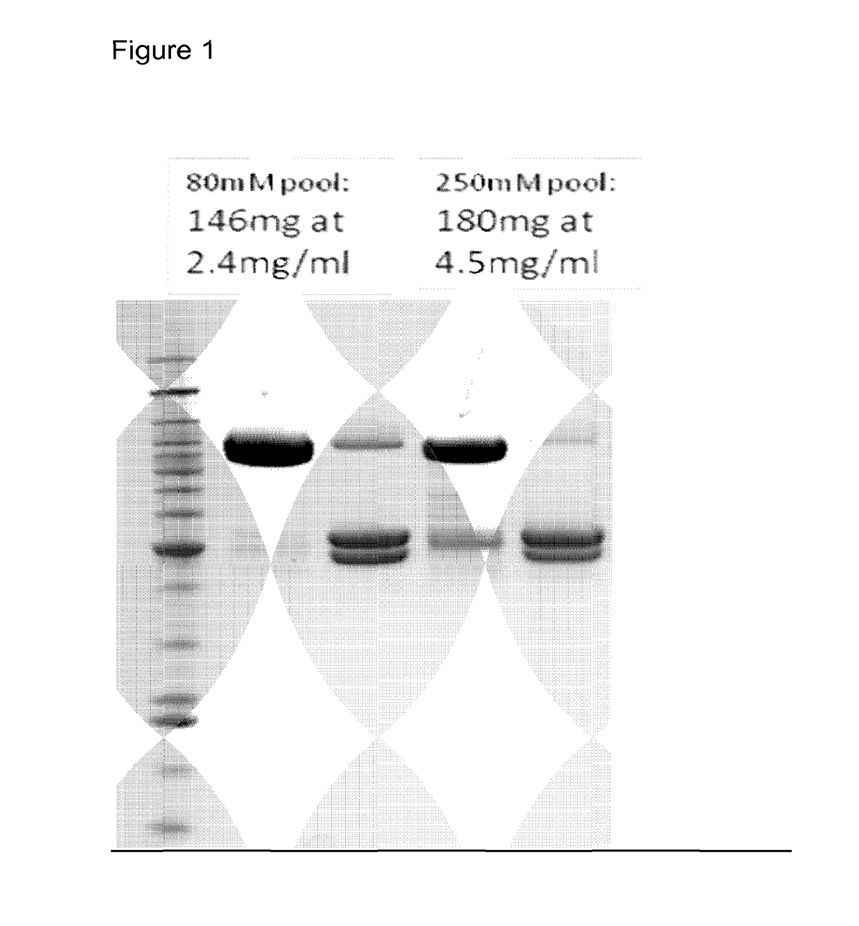 Therapeutic fusion proteins