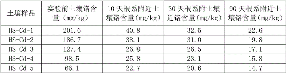 Preparation method of fungal inoculant for improving soil heavy metal pollution