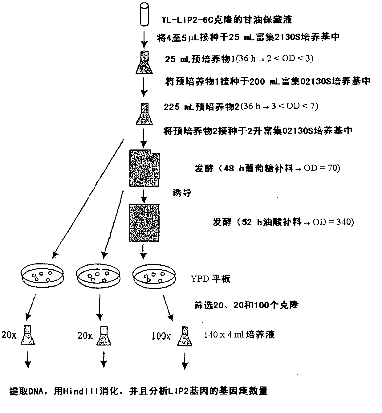 Method for producing lipase, transformed Yarrowia lipolytica cell capable of producing lipase and their uses