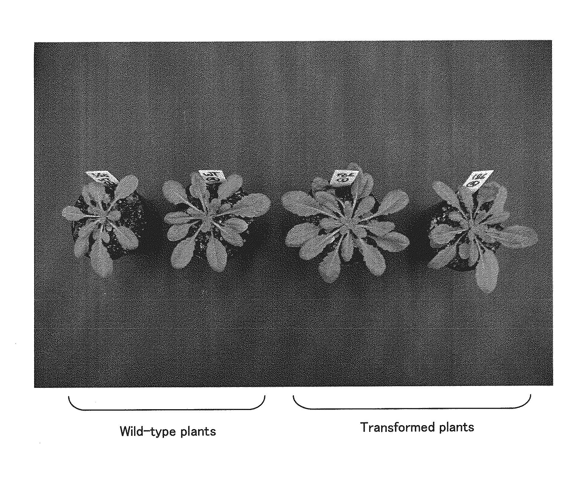 Gene capable of increasing the production of plant biomass and method for using the same