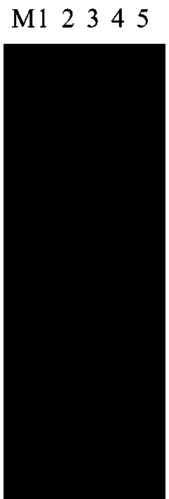 Functional marker for wheat phytoene synthase gene psy-e2 and application thereof