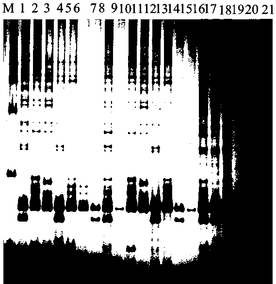 Functional marker for wheat phytoene synthase gene psy-e2 and application thereof