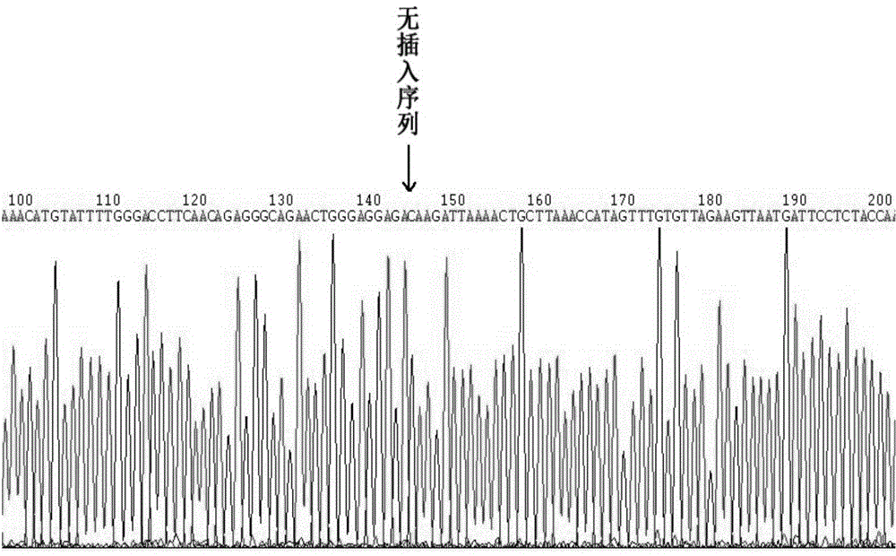 Primer composition for discriminating green-shelled-egg chicken genotype and use thereof