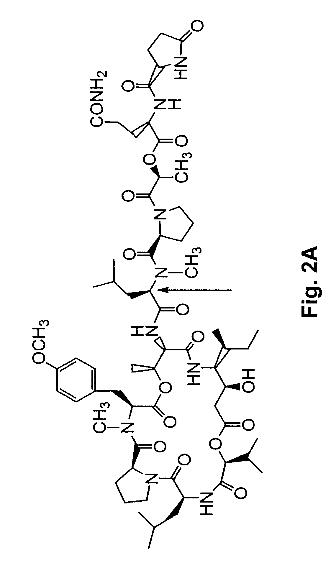 Didemnin analogs and fragments and methods of making and using them