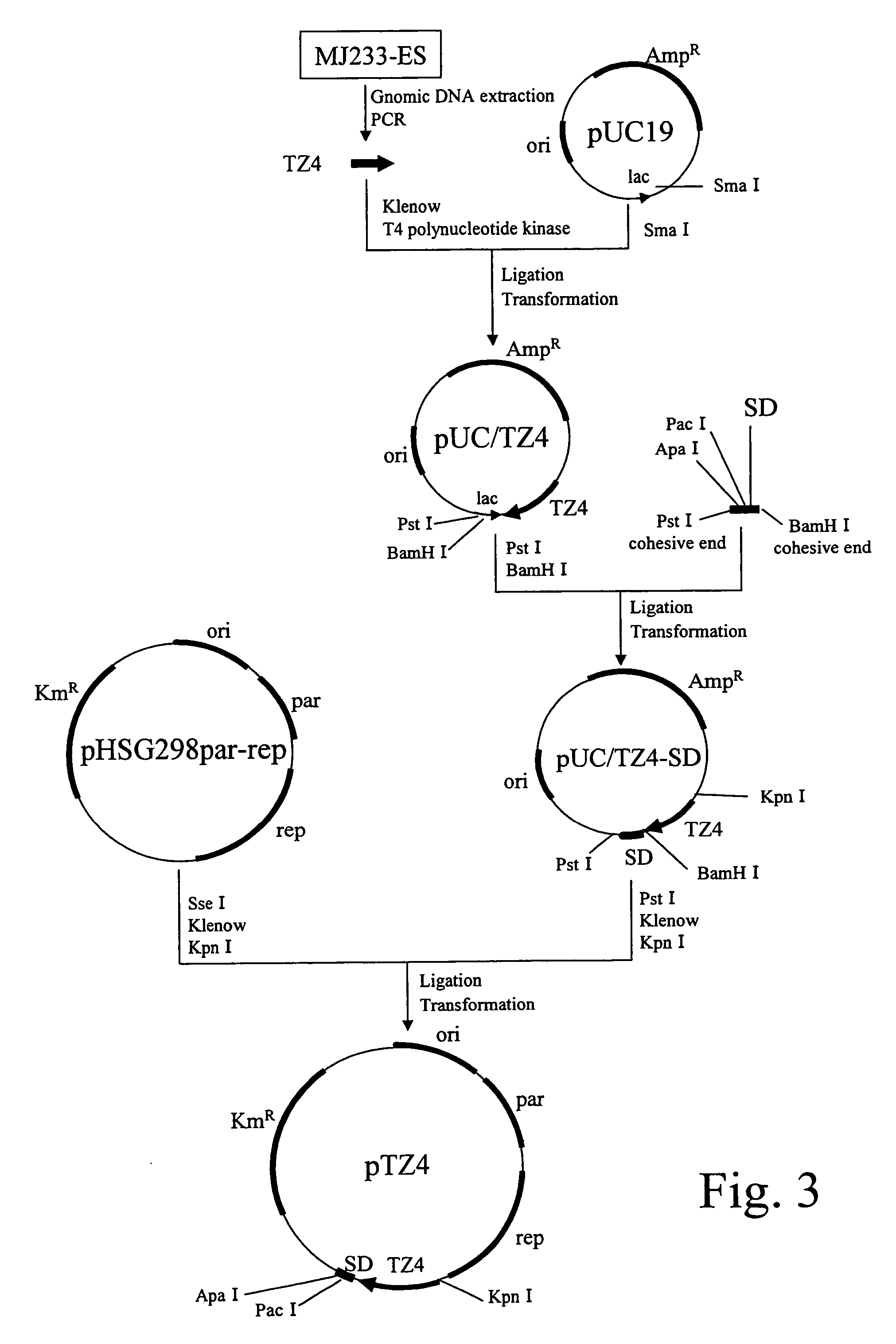 Process for producing succinic acid