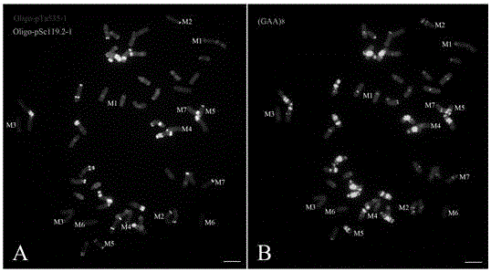 FISH detection method for aegilops comosa chromosome in wheat