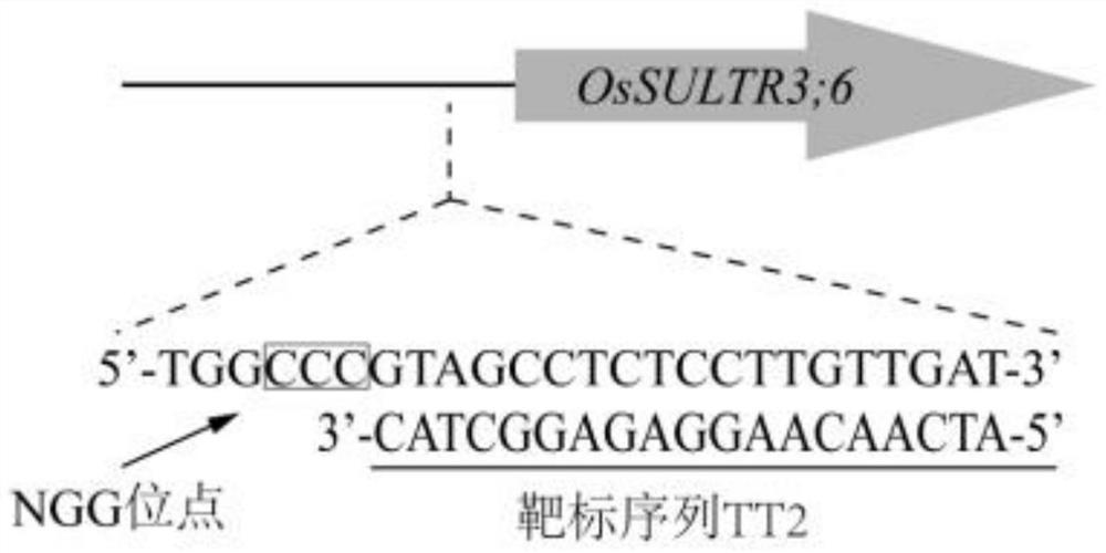 Method for cultivating broad-spectrum bacterial leaf streak resistant rice, primer and expression cassette