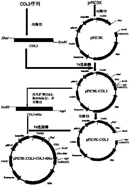 Genetic recombinant human-like collagen