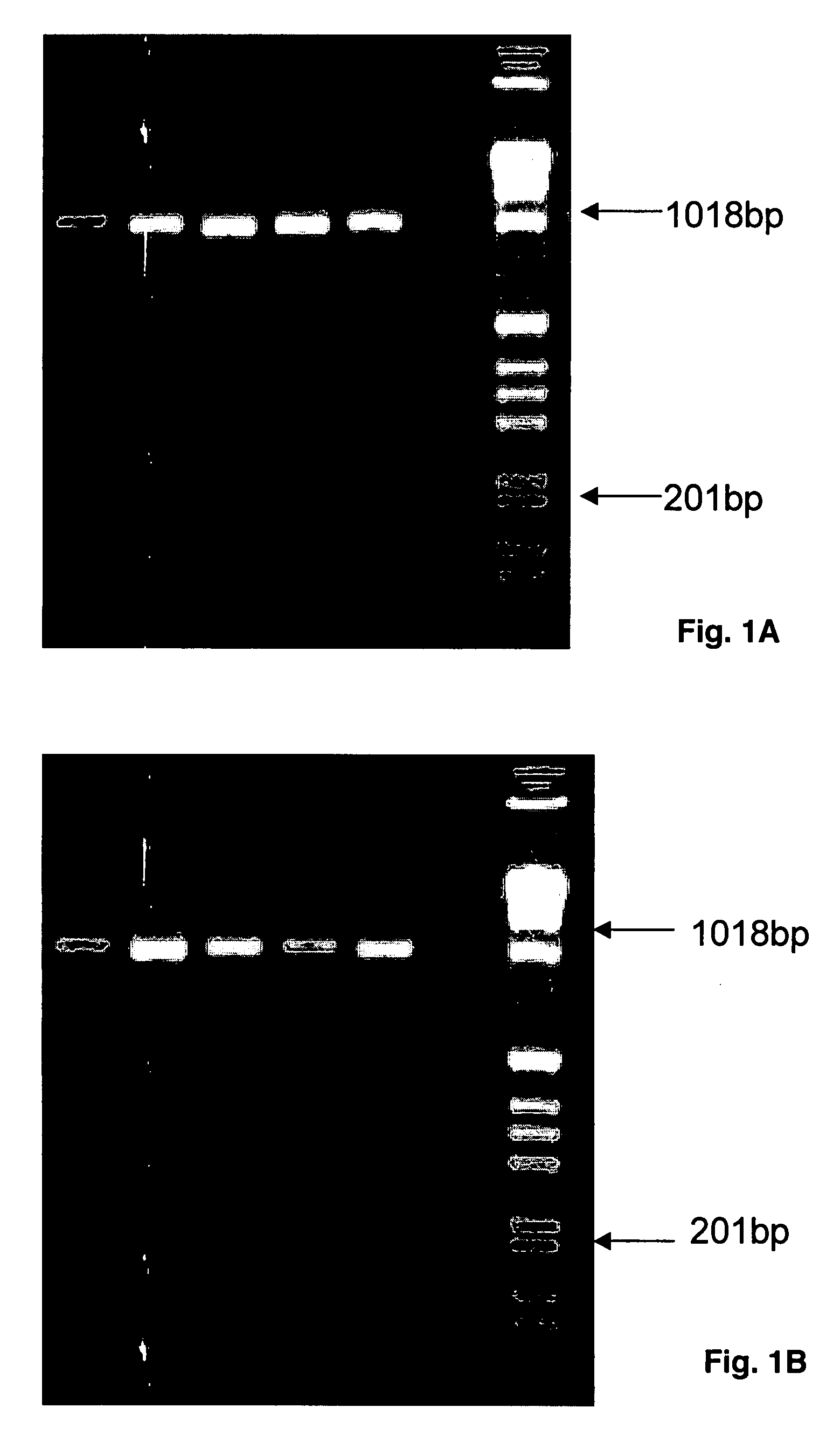 Population scale HLA-typing and uses thereof