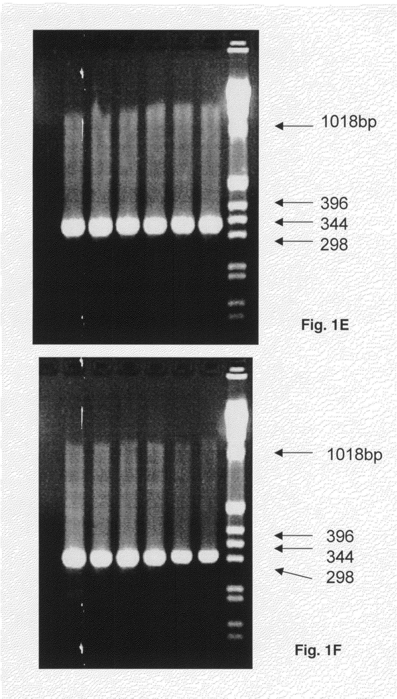 Population scale HLA-typing and uses thereof